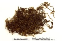 藏品(小蔓苔)的圖片